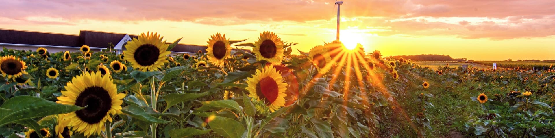 August on Long Island brings the beautiful color of the sunflower fields on the east end of Long Island NY. Acres and acres of fields in bloom and with the setting sun, it is breathtaking.
People travel for miles to reach the various fields. This on is at the North Fork Potato chip Company and they time the sunflowers so fields are in bloom through September.
East end north fork is always a treat for the eyes. old farms and quaint villages.