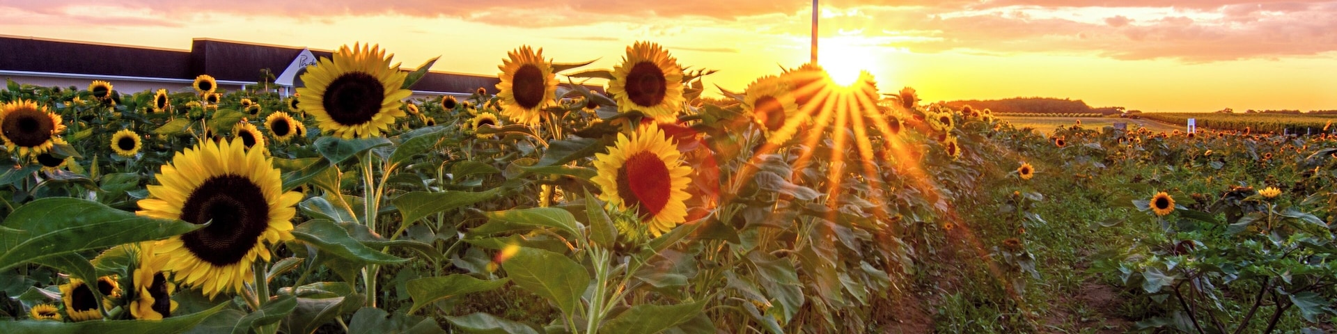 August on Long Island brings the beautiful color of the sunflower fields on the east end of Long Island NY. Acres and acres of fields in bloom and with the setting sun, it is breathtaking.
People travel for miles to reach the various fields. This on is at the North Fork Potato chip Company and they time the sunflowers so fields are in bloom through September.
East end north fork is always a treat for the eyes. old farms and quaint villages.