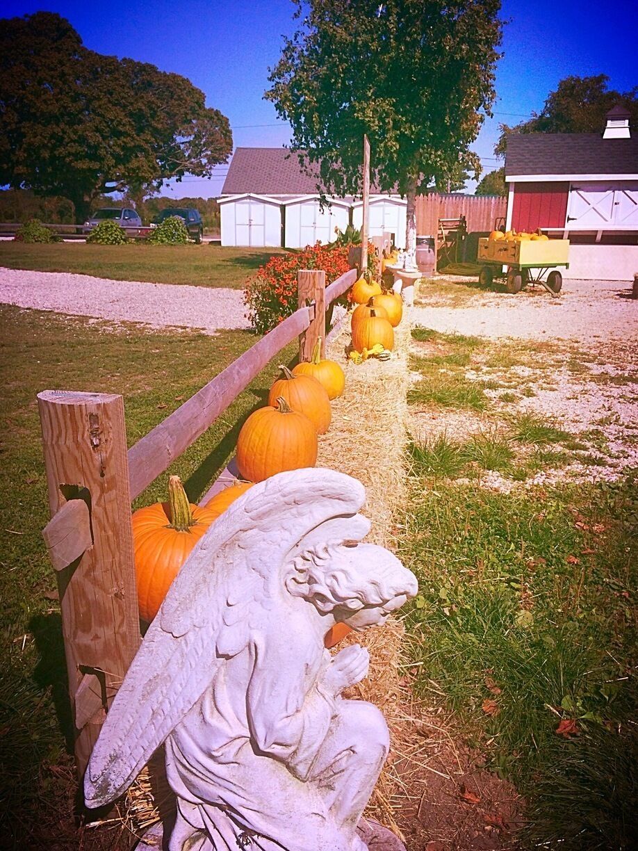 Fall is in the air on the north fork of Long Island.