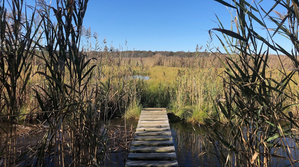 A Boardwalk into Marshland at Heckscher State Park in East Islip, Long Island, New York