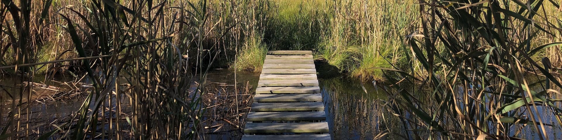 A Boardwalk into Marshland at Heckscher State Park in East Islip, Long Island, New York