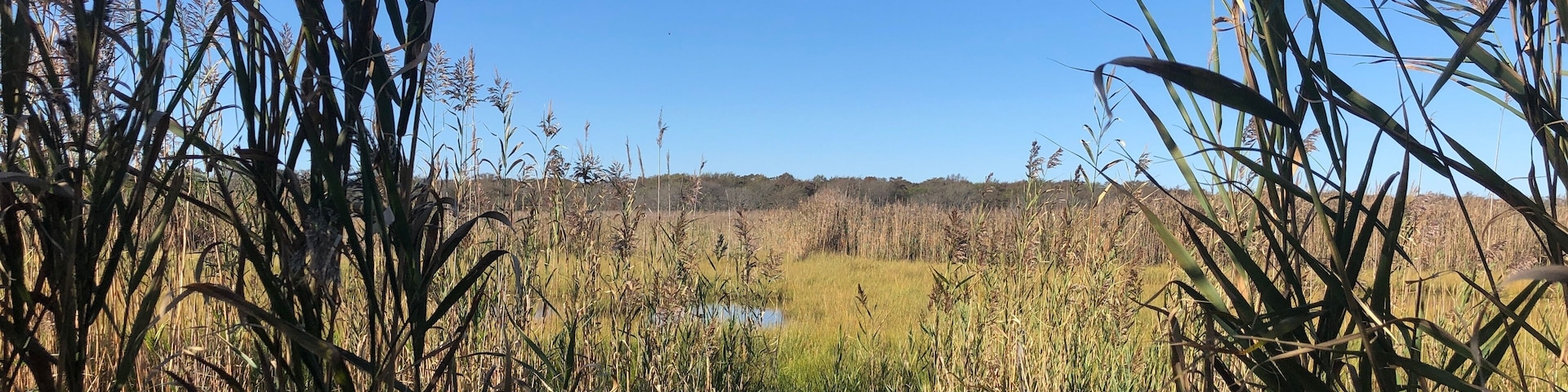 A Boardwalk into Marshland at Heckscher State Park in East Islip, Long Island, New York