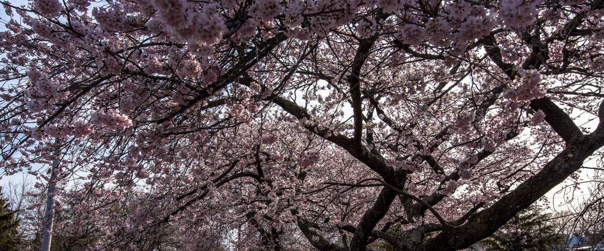 A park with cherry blossom trees, a paved path, and a bench.
