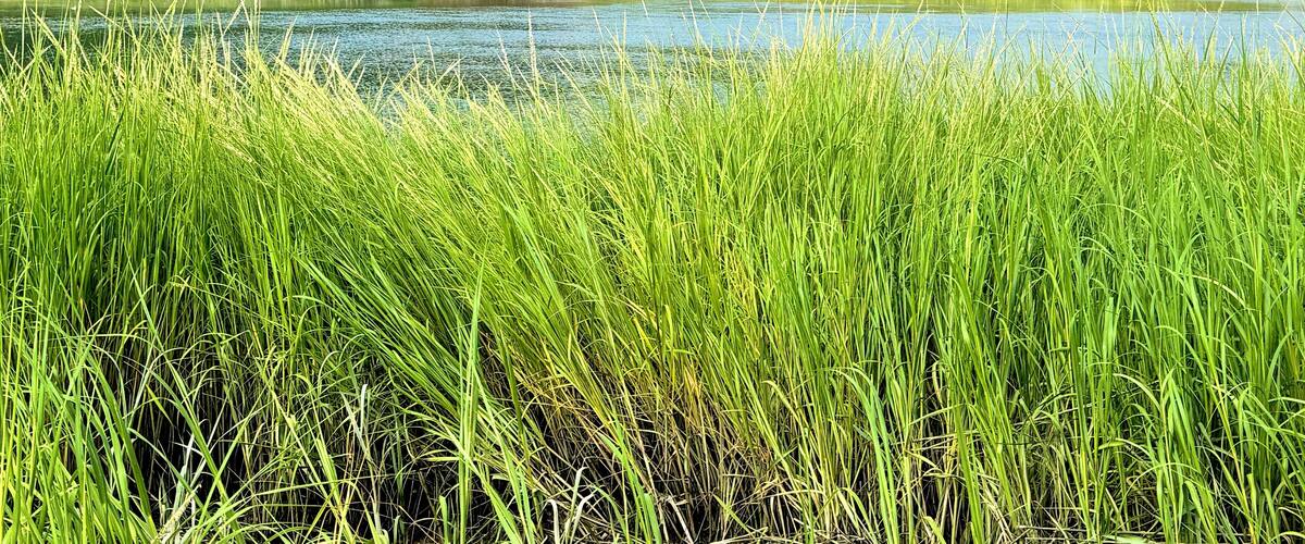 Kings Park Bluffs to Sunken Meadow State Park in Suffolk County, New York. Storm clouds pass, sun shines. Gorgeous summer sunrise walk. sand dunes, beach, bluffs, forest, grass, wetlands, creek, marsh