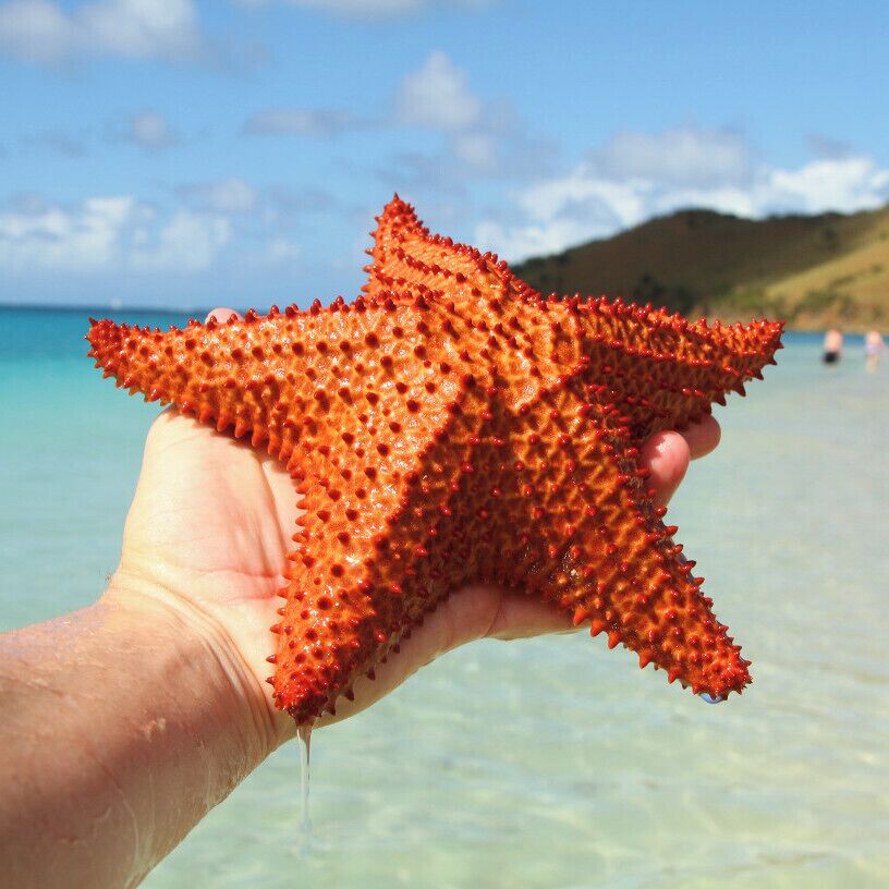 Somewhere out there Spongebob is wondering were Patrick is... Well, He is Kickin' It on Prickley Pear Island which is even better than Jellyfish Fields! 

This one is for @julia !