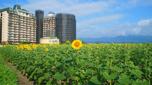 Sunflower field in Moriyama, Shiga, Japan, Shutterstock ID 454085158, SF SSA Case with Manager Approval: Case 07151371, Job: Prepay credit, Client/Licensee: , Other:
