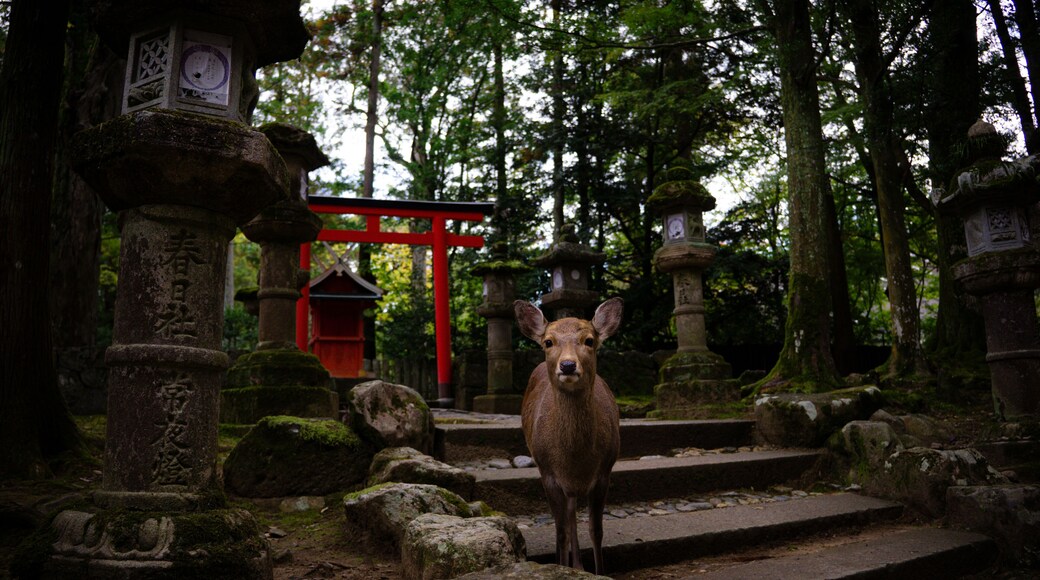 Deer standing in front of Torii in japanese nara park forest