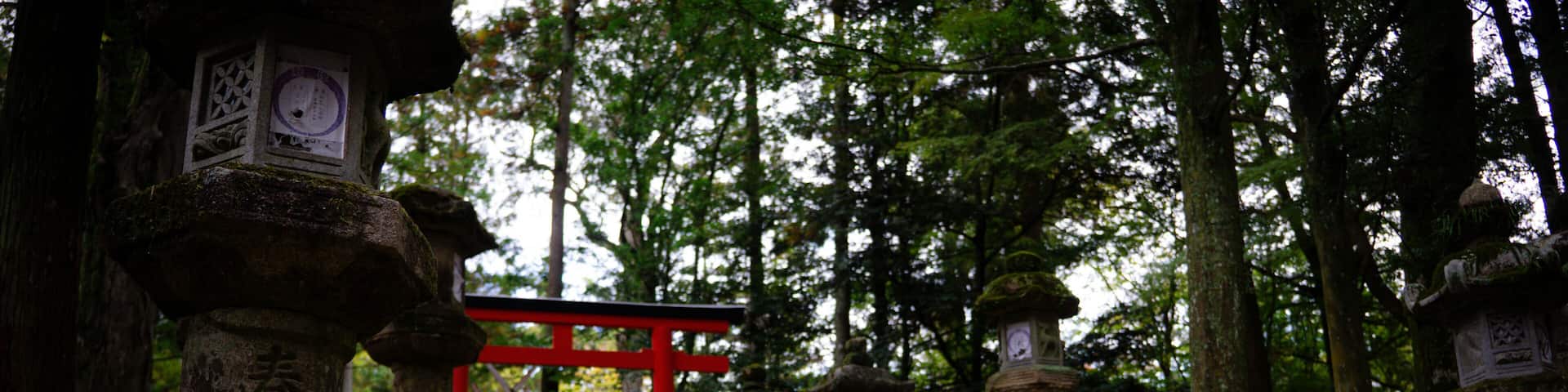 Deer standing in front of Torii in japanese nara park forest