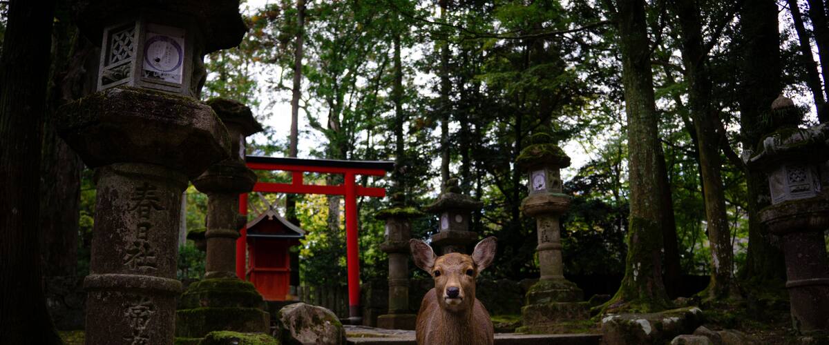 A deer in a forest with stone lanterns and a red torii gate.