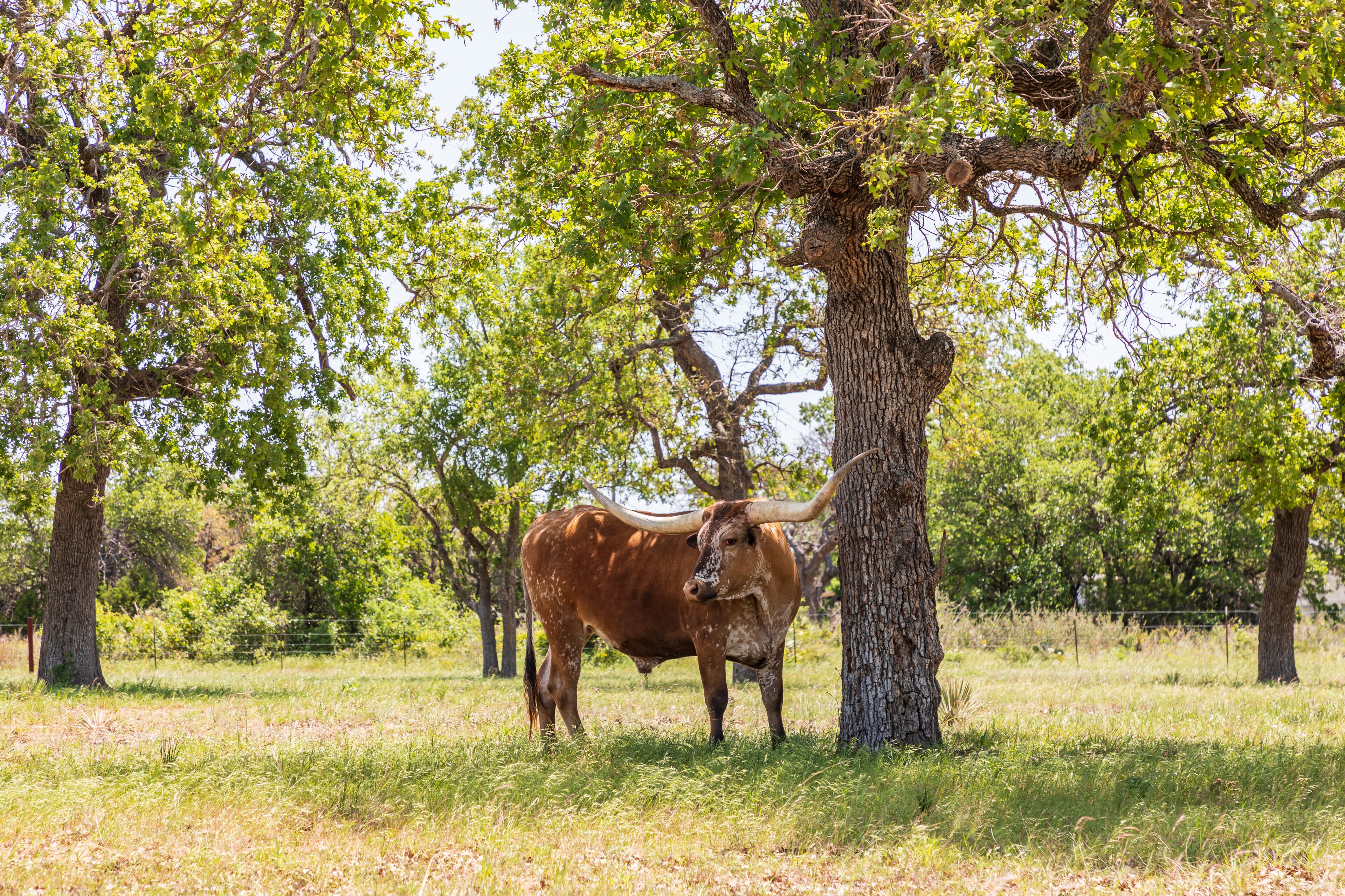 Marble Falls, Texas, USA. Longhorn cattle in the Texas Hill Country.