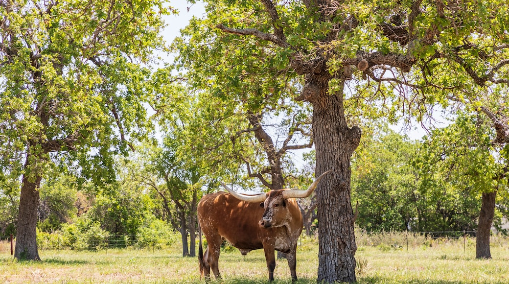 Marble Falls, Texas, USA. Longhorn cattle in the Texas Hill Country.