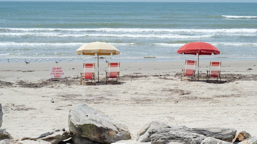 Panorama view beach signs discouraging feeding seagulls capture wildlife management, showing umbrellas, chairs near shoreline, balancing leisure with ecological responsibility in Galveston, TX