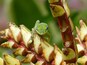 A green frog on a plant with red and yellow flowers.