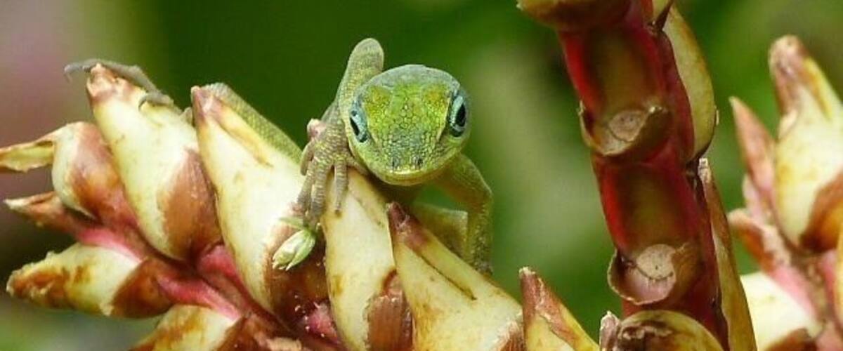 A green frog on a plant with red and yellow flowers.