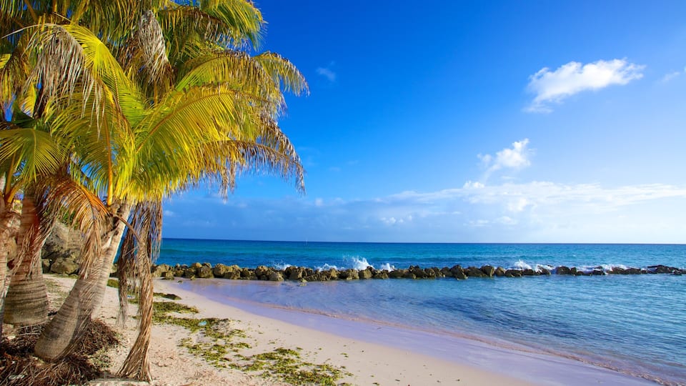A beach with palm trees, clear blue water, and a rocky shoreline.