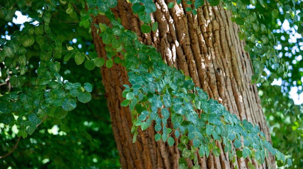 Hokkaido University Botanic Garden
