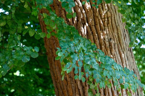 Hokkaido University Botanic Garden