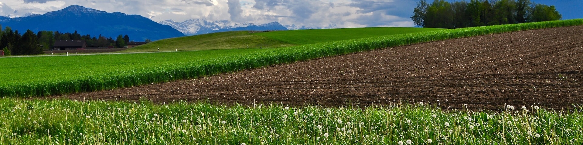 Um campo verde com dentes-de-leão, um campo arado e uma cadeia de montanhas ao fundo.