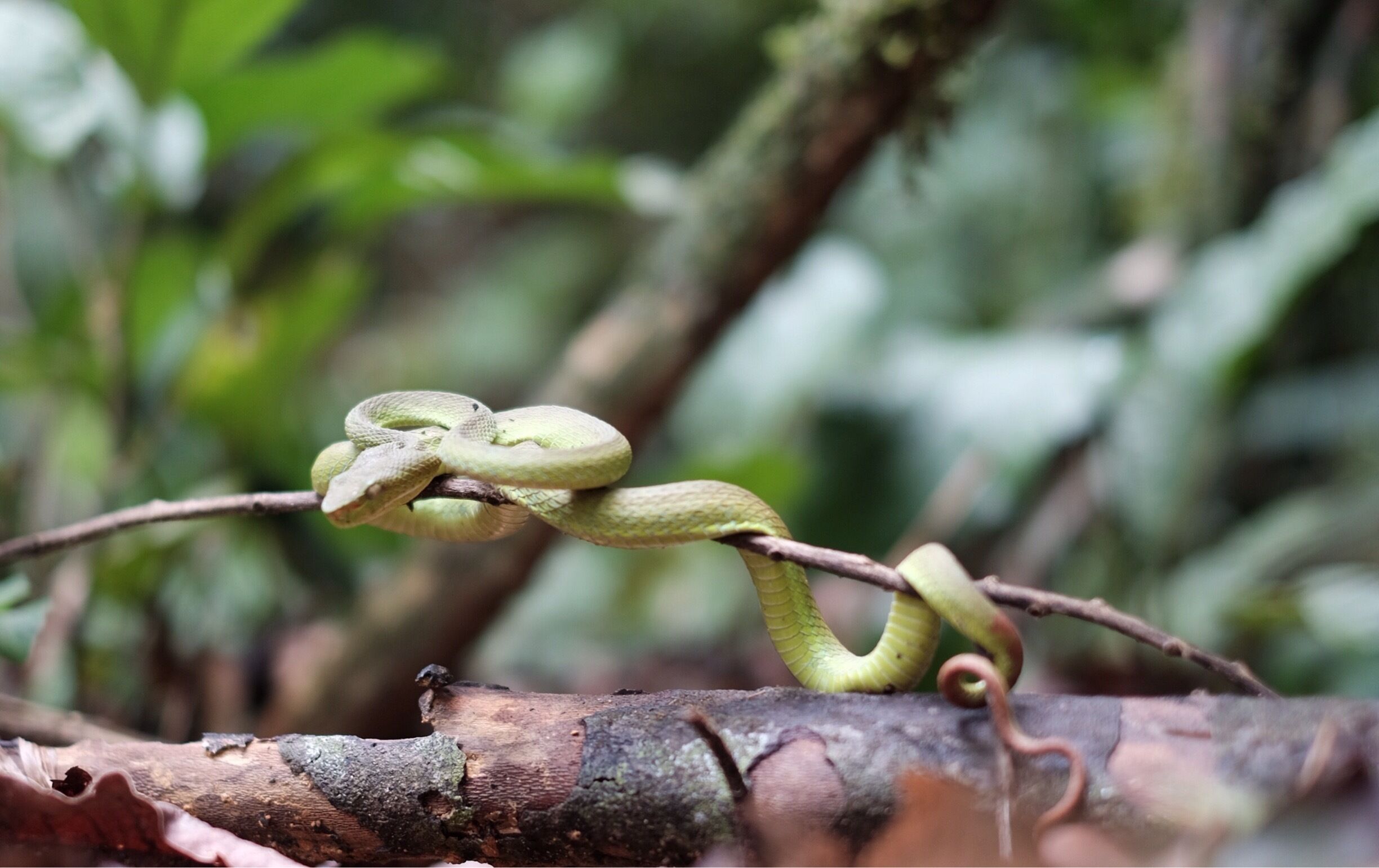 This green snake (with orange tail)... was trying to hide .And it was so well hiding that I walked only 1 foot passing it and didn't notied.My friend pointed at it after .So I turned back and said "hello" to the snake with my camera! ...#hiking
