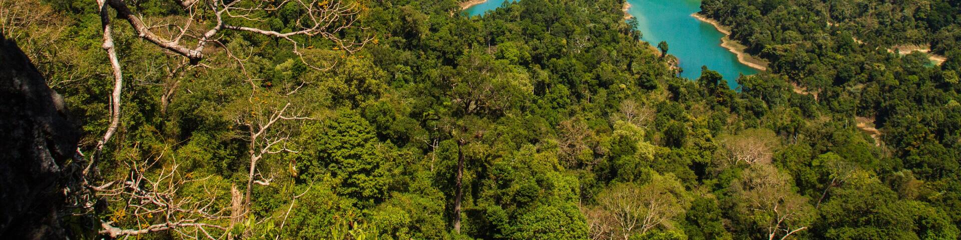 A tropical landscape with dense green forest, turquoise waters, and distant mountains under a clear sky.