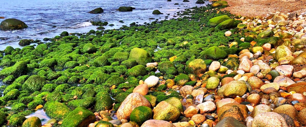 A rocky beach with green algae-covered stones and a person walking on the sand.