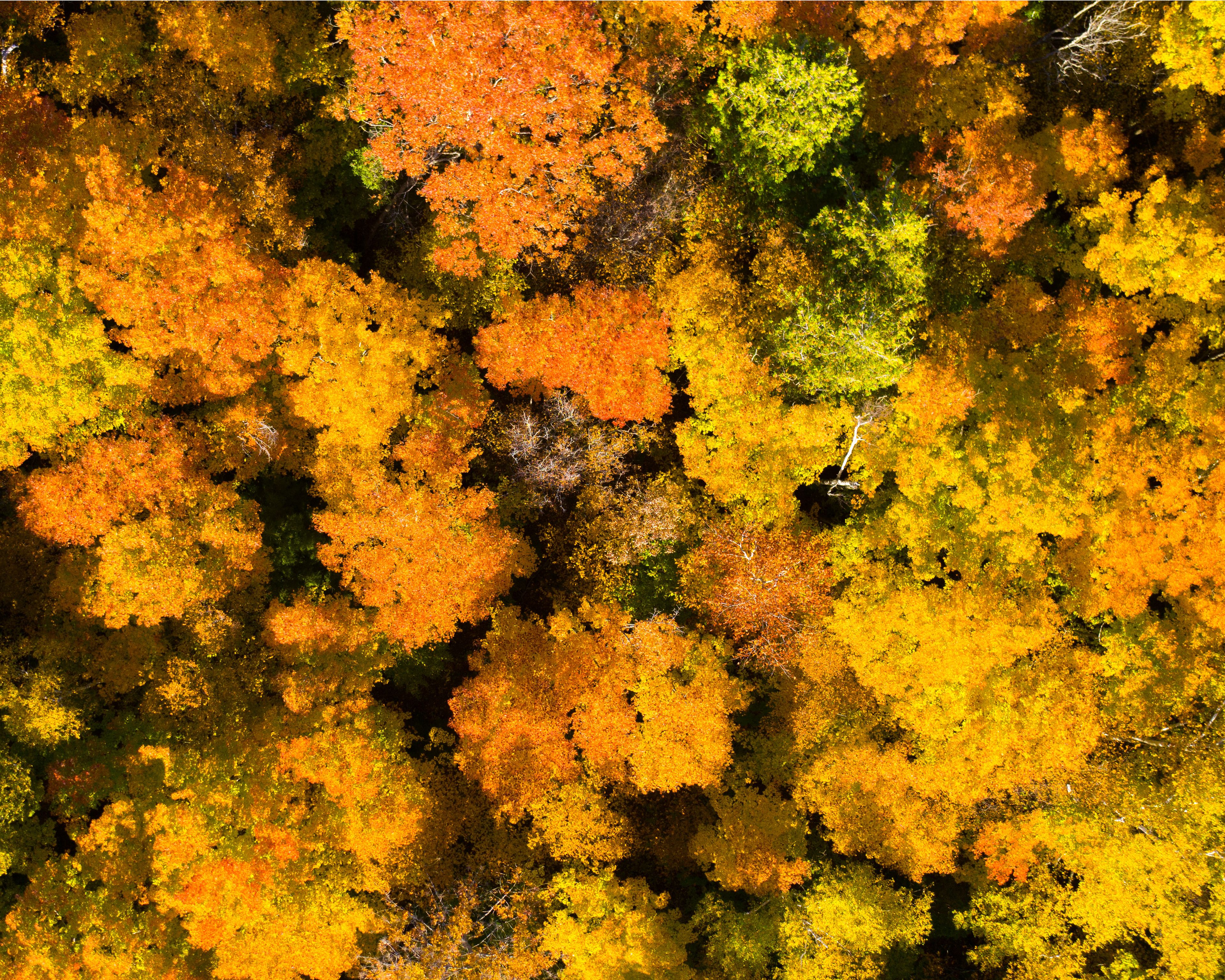 Aerial view of a dense forest canopy displaying vibrant autumn foliage with shades of orange, yellow, and green leaves in Lake Geneva, Wisconsin, United States.
