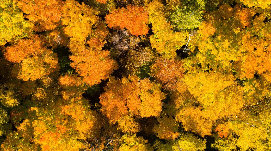 A dense forest with a variety of trees displaying autumn colors.