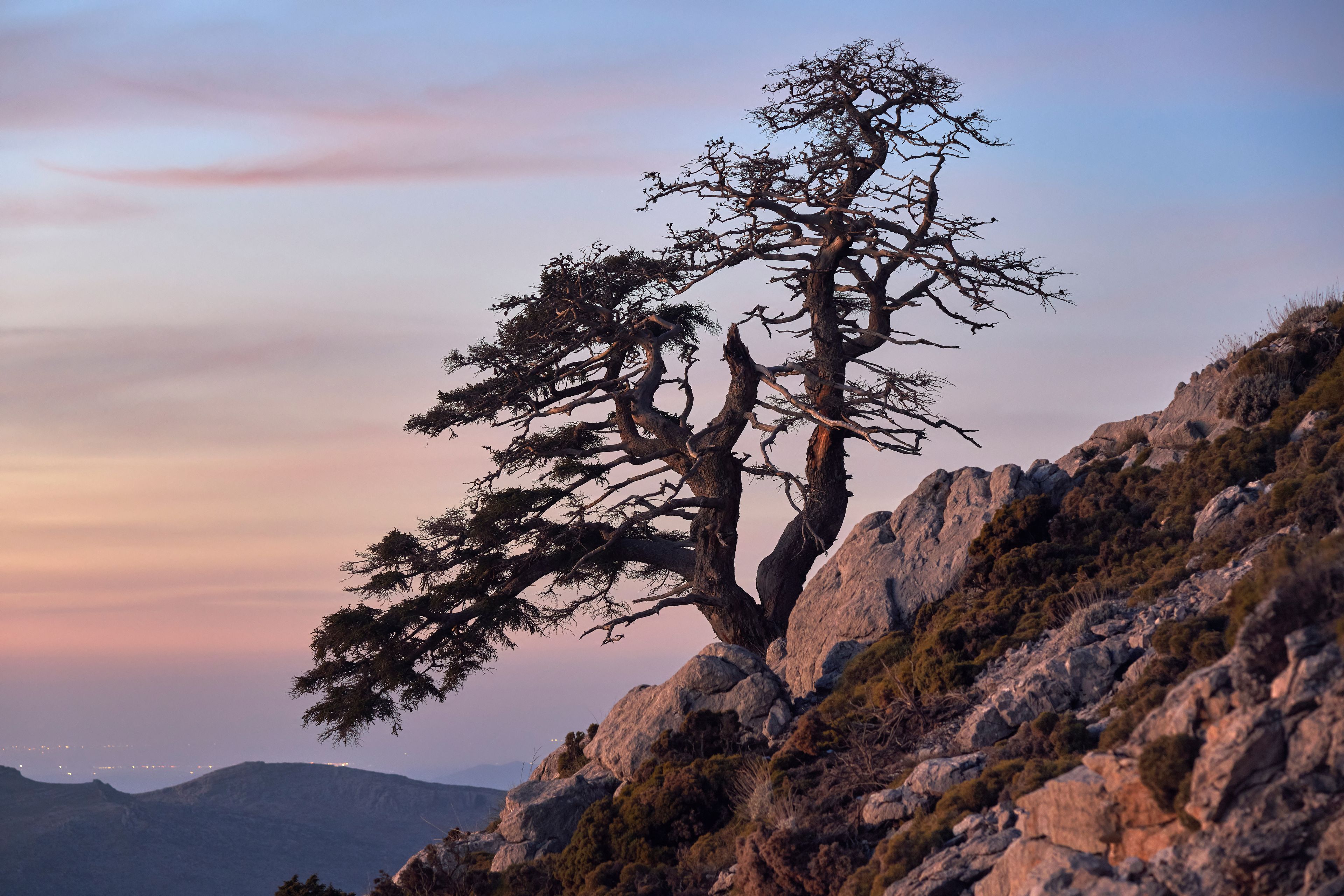 Pinsapo (Abies pinsapo) in the Sierra de las Nieves national park. Malaga, Spain.