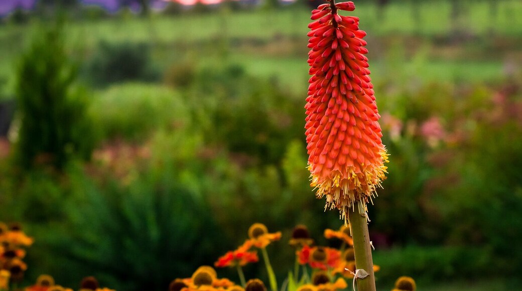 Amazing place with lots of flowers. A must for flower lovers.