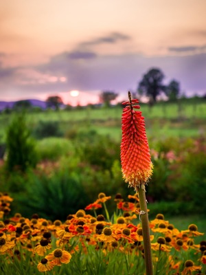Amazing place with lots of flowers. A must for flower lovers.