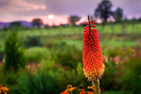 Amazing place with lots of flowers. A must for flower lovers.
