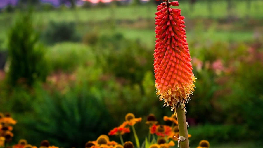 Amazing place with lots of flowers. A must for flower lovers.