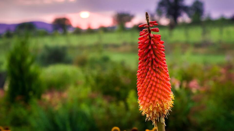 A field of yellow and orange flowers with a prominent red flower in the foreground.