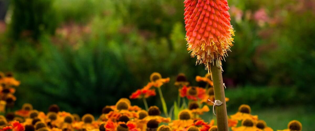 A field of yellow and orange flowers with a prominent red flower in the foreground.