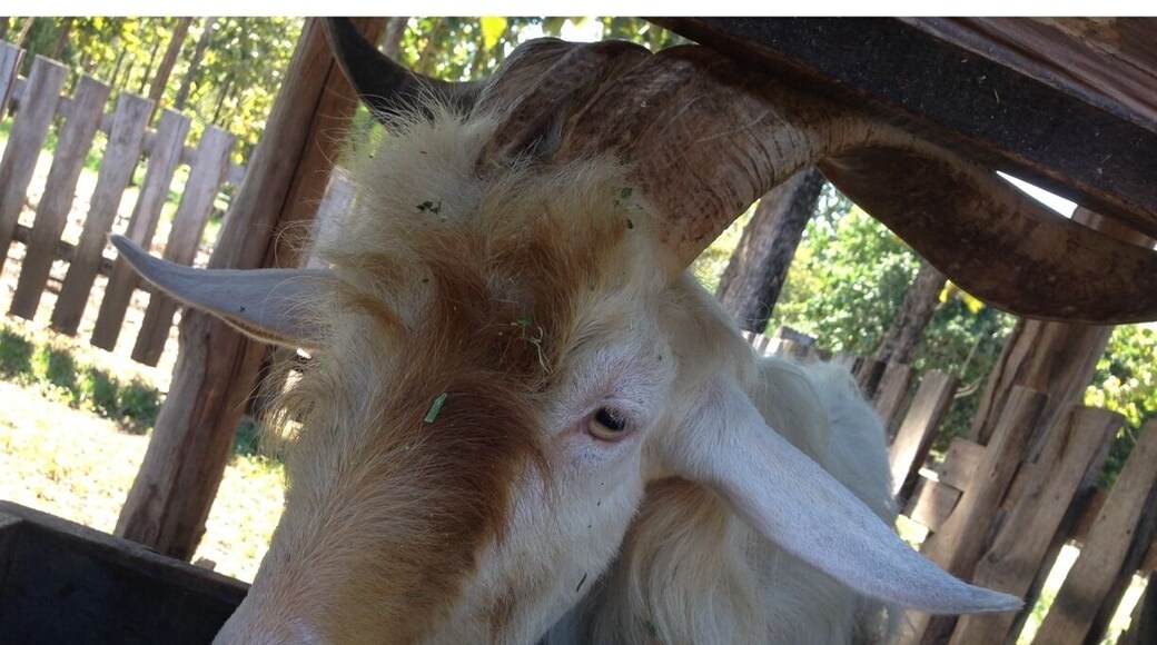 Goat and cow farm. Great hospitality, local sustainable production, they sell products and tours available.