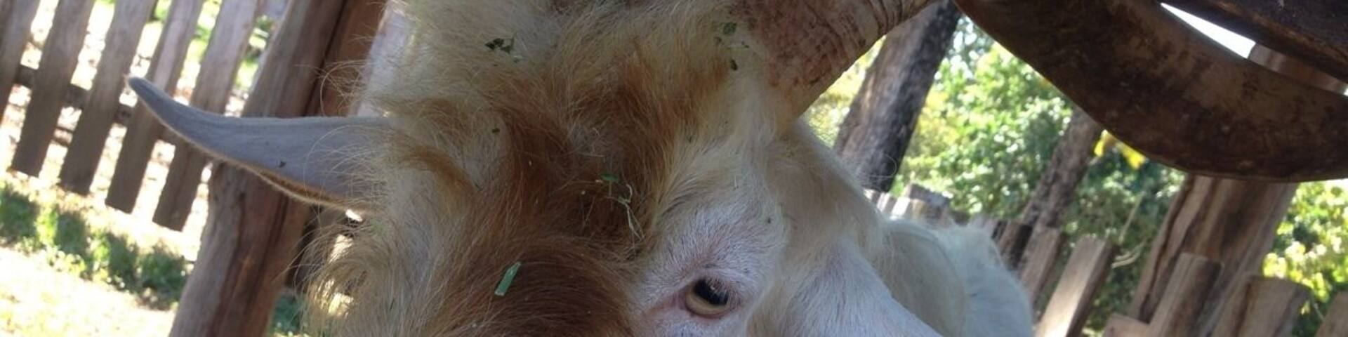 Goat and cow farm. Great hospitality, local sustainable production, they sell products and tours available.