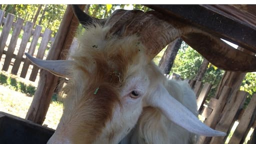 Goat and cow farm. Great hospitality, local sustainable production, they sell products and tours available.