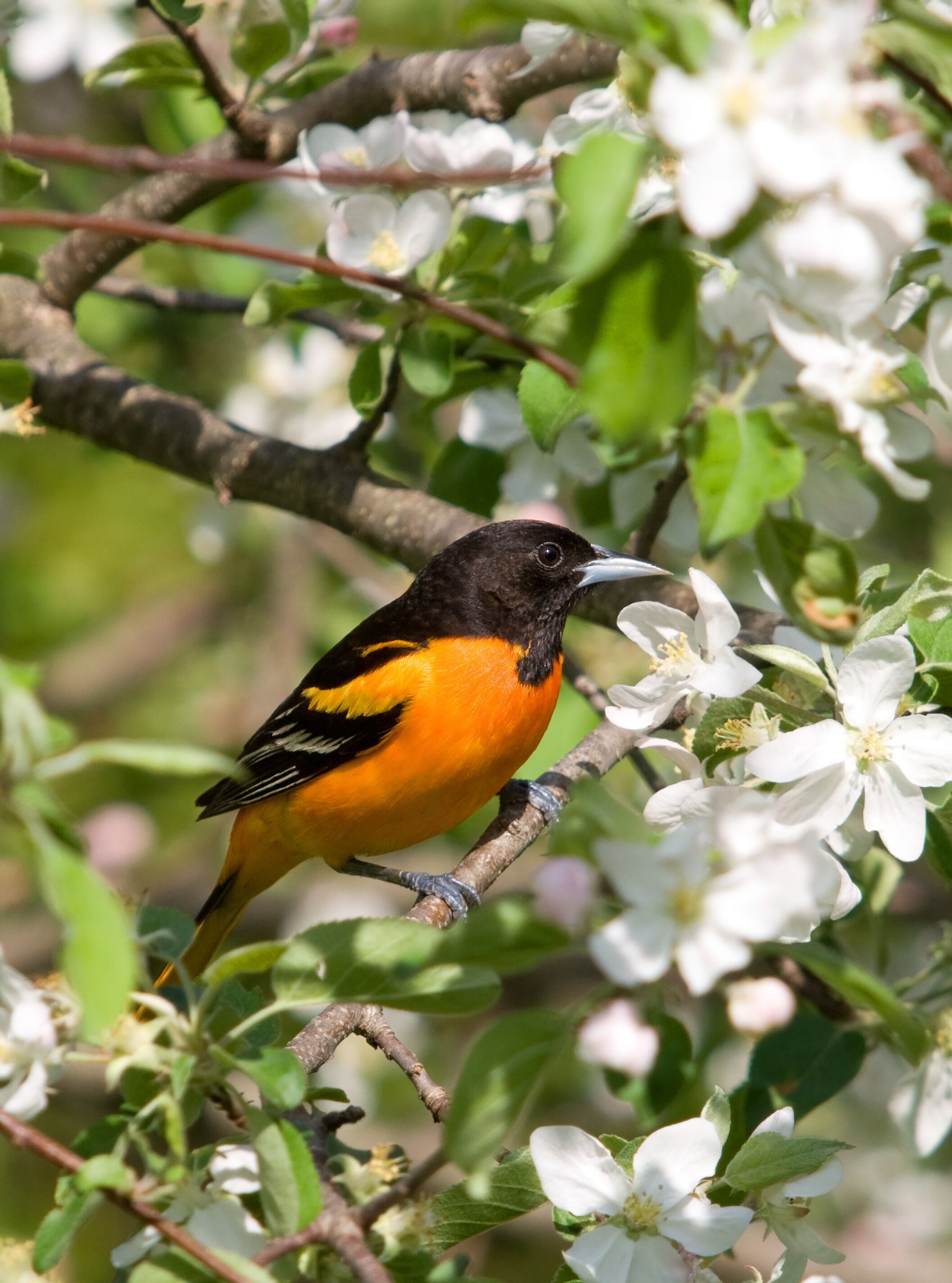 Baltimore Oriole in Apple Blossoms