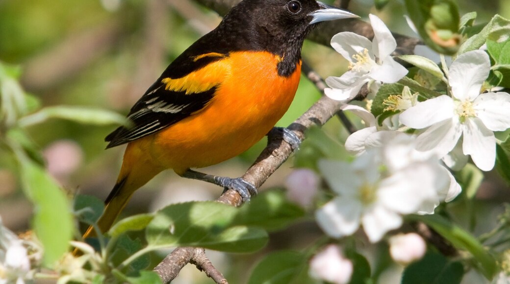 Baltimore Oriole in Apple Blossoms