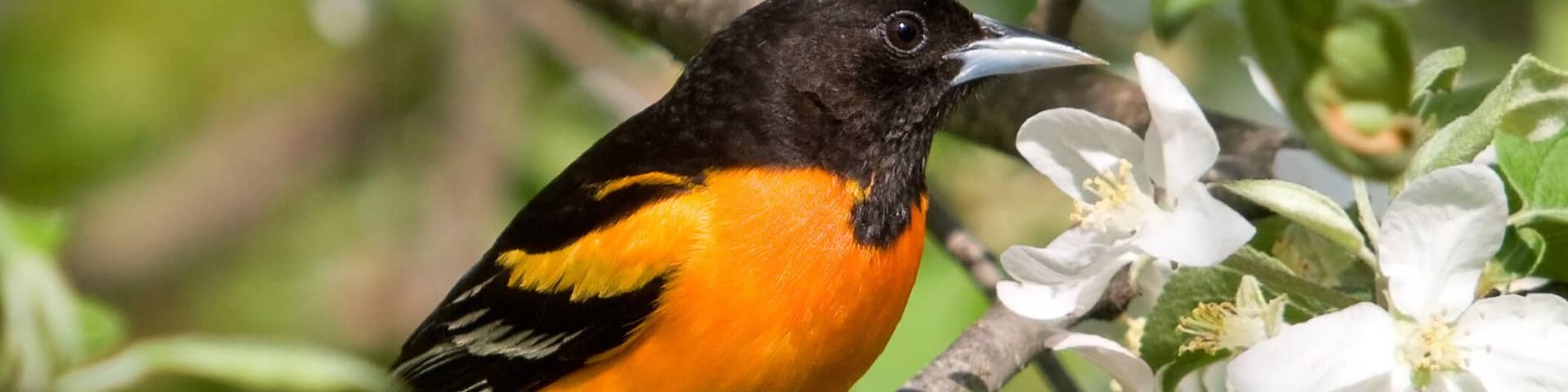 Baltimore Oriole in Apple Blossoms