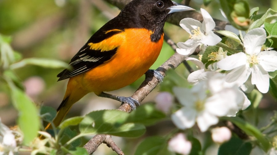 Animal Gardens (zoológico)