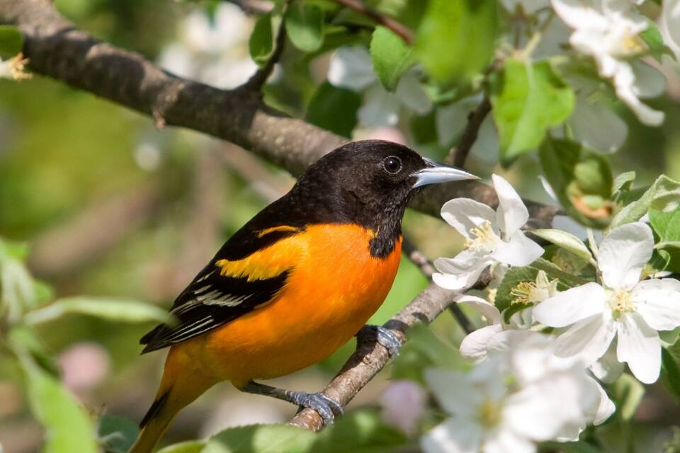 Un oiseau était perché sur une branche ornée de fleurs blanches.