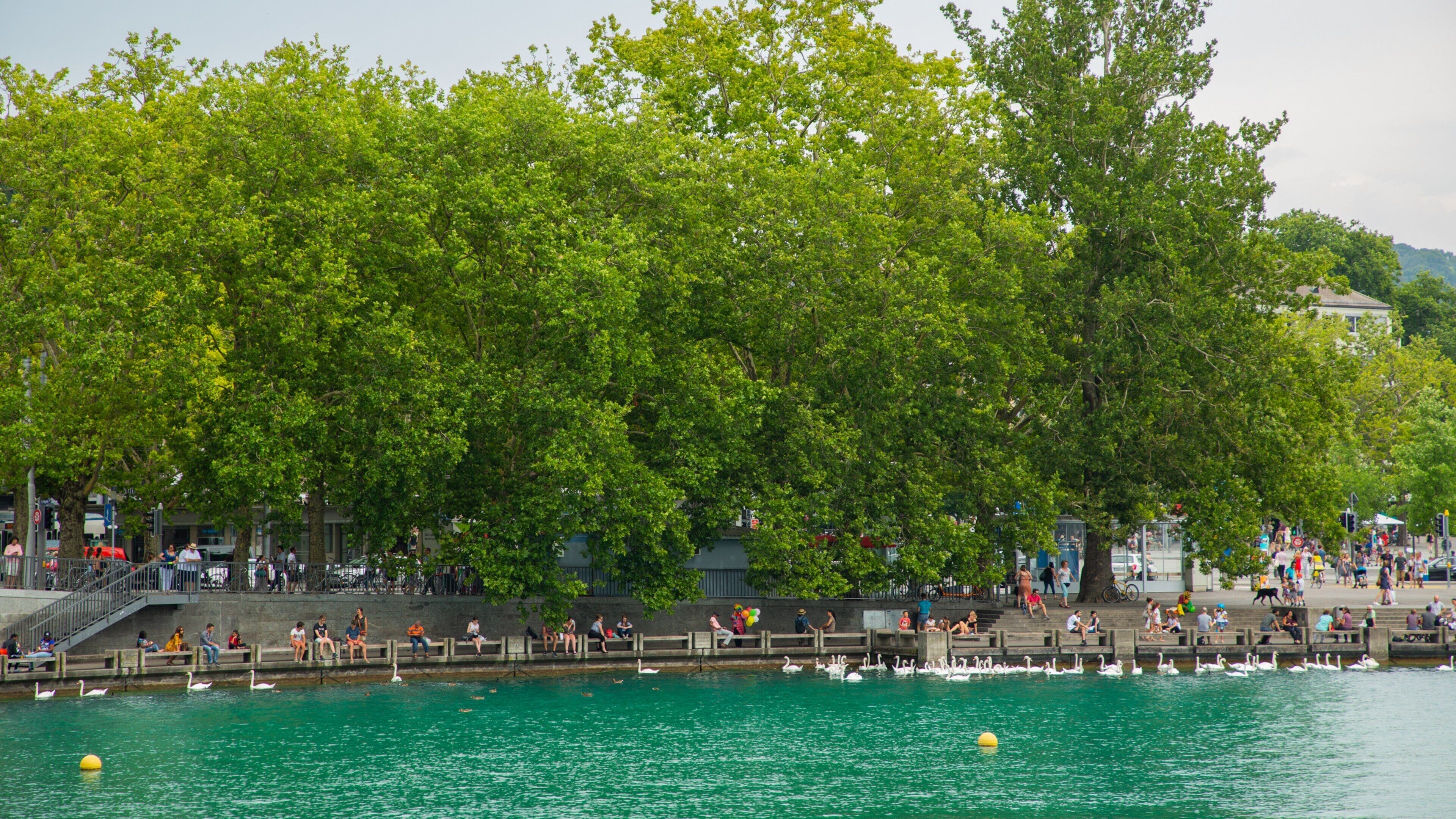 Lakeside Promenade showing a river or creek and bird life