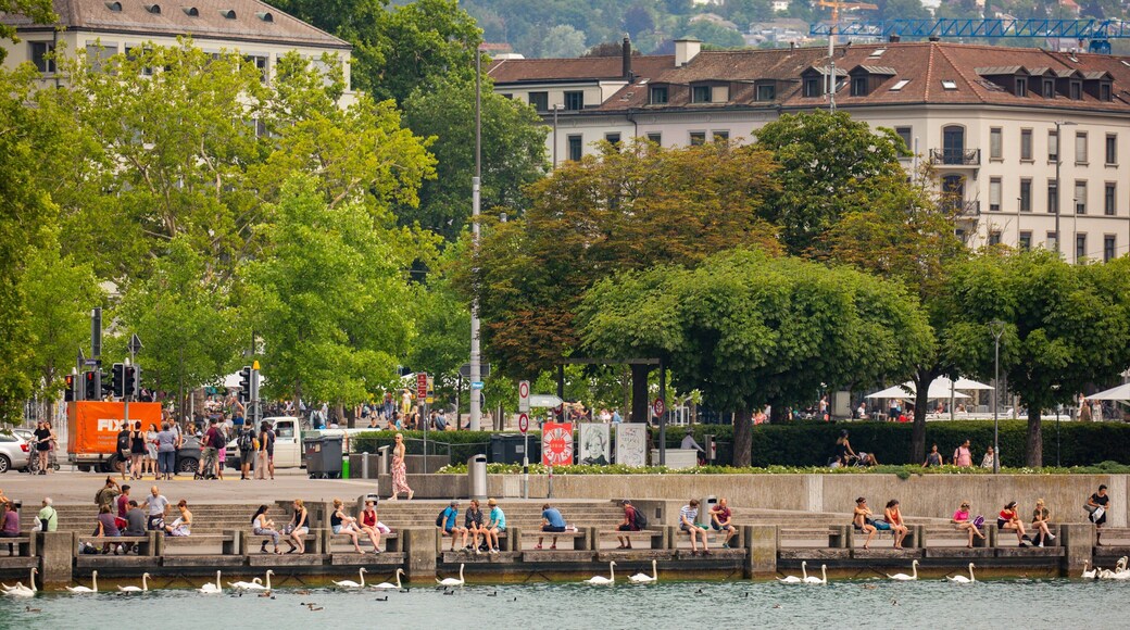 Lakeside Promenade which includes a river or creek and bird life