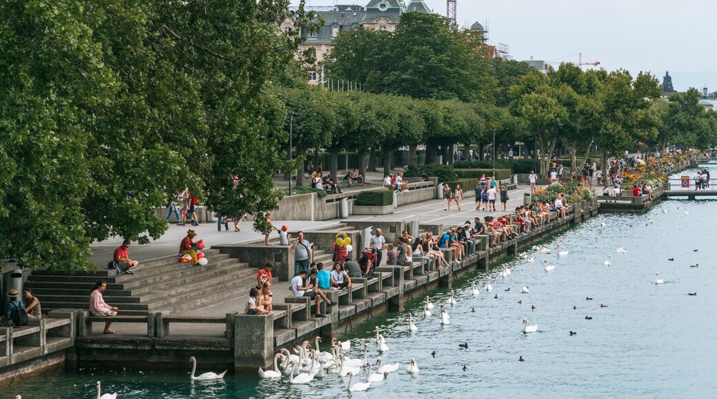 Lakeside Promenade showing a river or creek and bird life