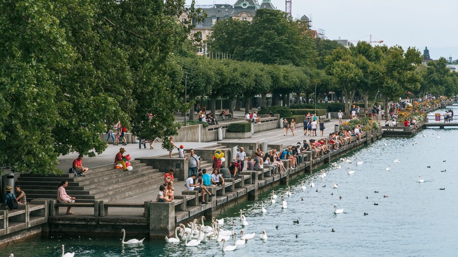 Lakeside Promenade showing a river or creek and bird life