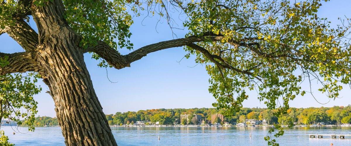 Un grand arbre se dresse près d’un lac paisible, dont la rive s’étend au loin.