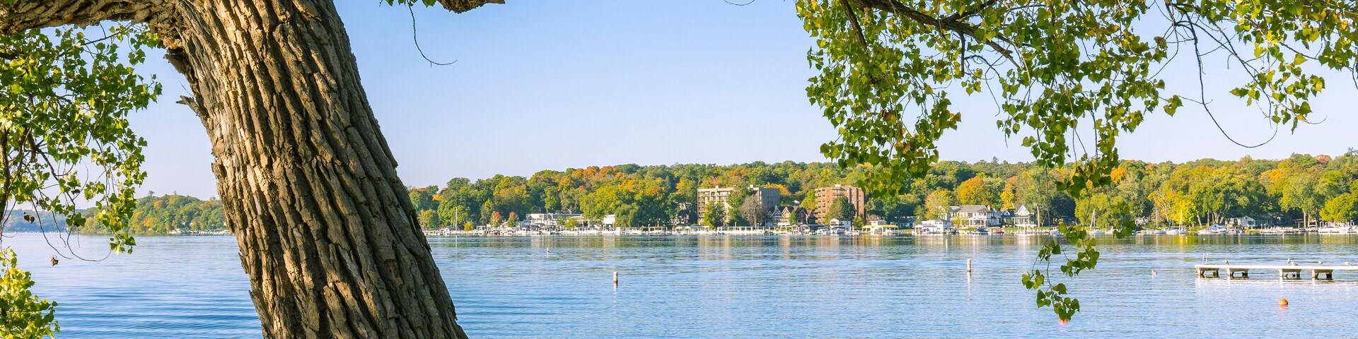 A large tree by a calm lake with a distant shoreline.