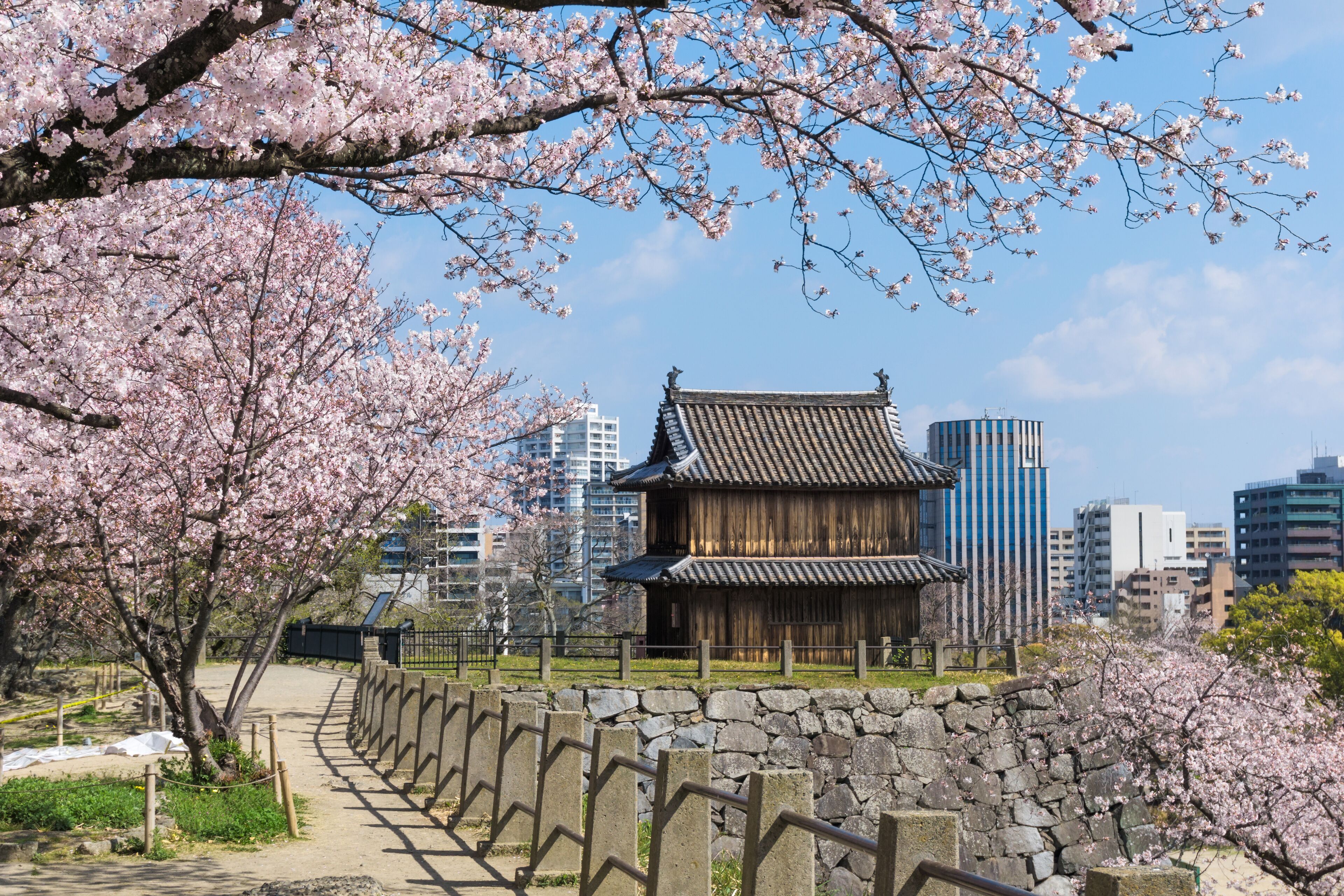 Sakura blooming at Fukuoka castle, Japan