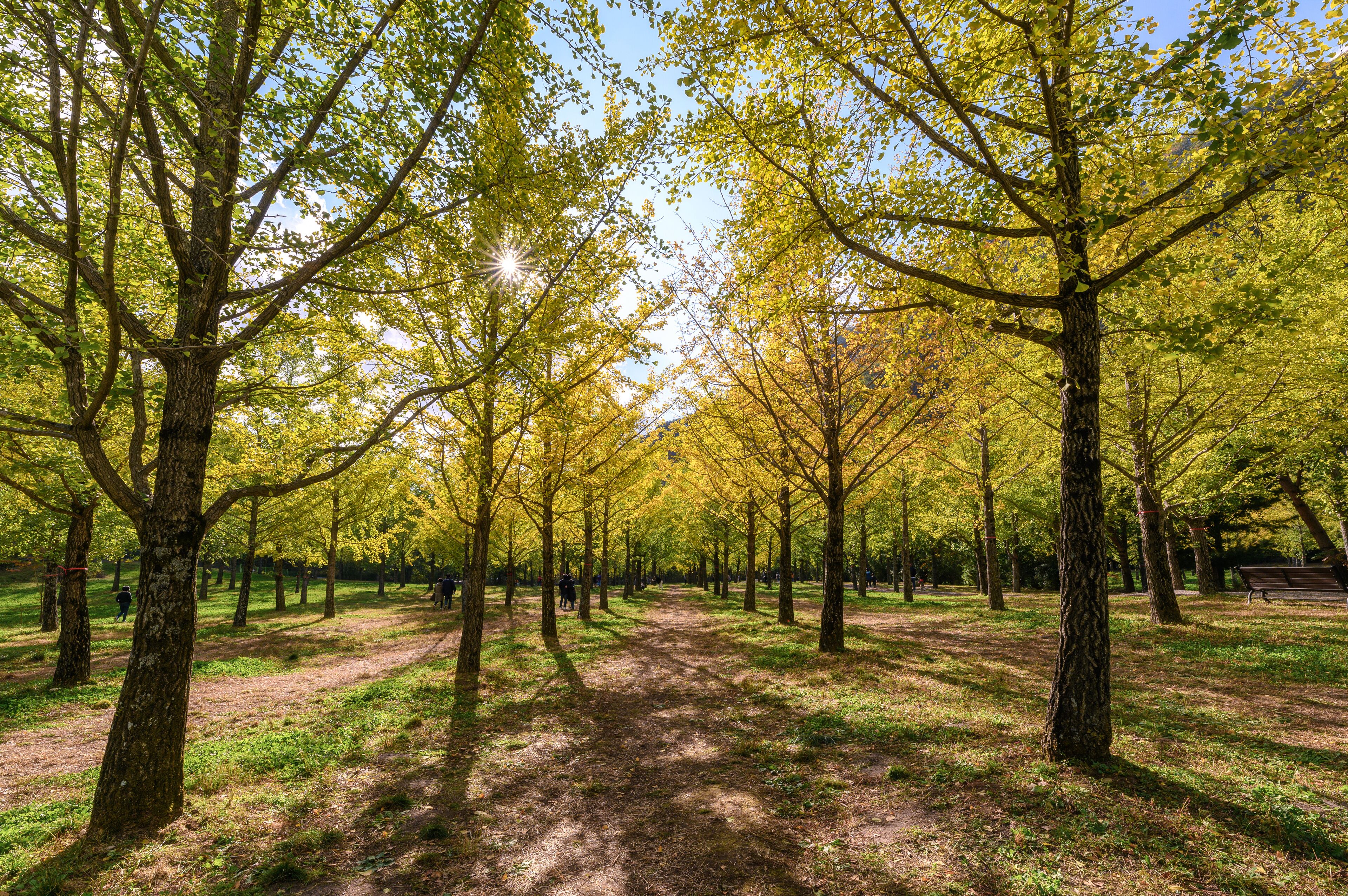 Yellow Ginkgo biloba trees with sunlight in garden on autumn